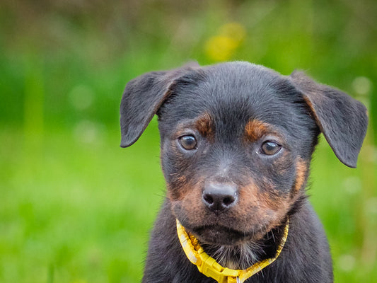 Fuji (26111) a Rottweiler-x Adopté on 13 June 2026