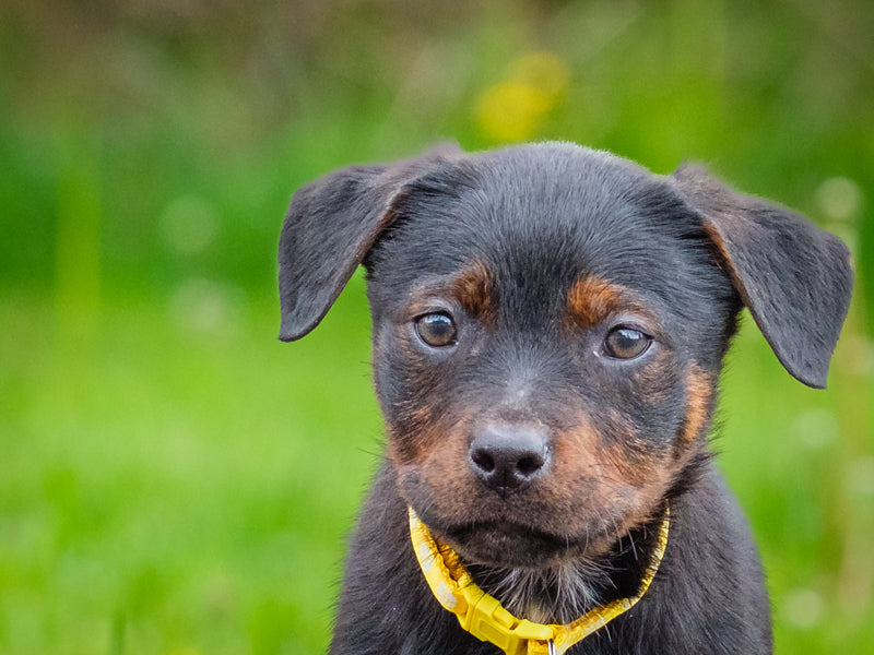 Fuji Rottweiler-x Available for Adoption Animatch
