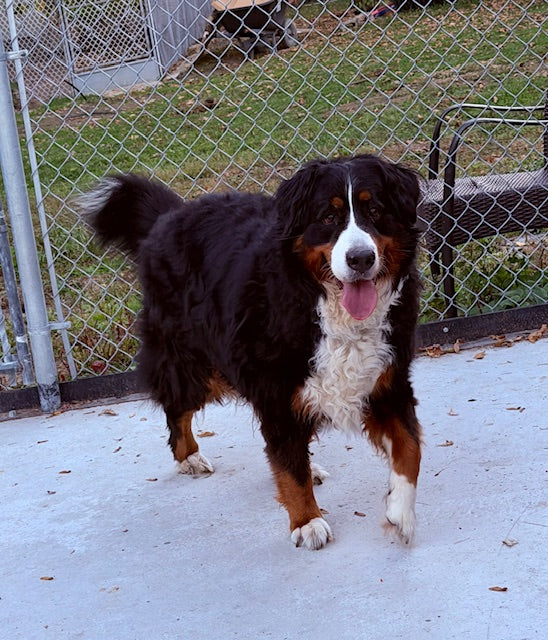 Kitcha Bernese Mountain Dog Available for Adoption Animatch