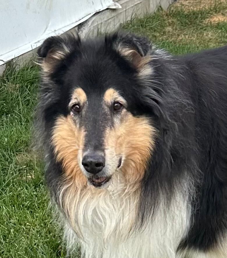 Carlie Collie Available for Adoption Animatch