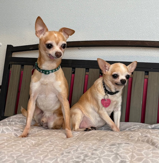 Pachino et Chico (25244 et 25245) a Chihuahua (6,5 lbs et 11 lbs) Adopté on 17 January 2026
