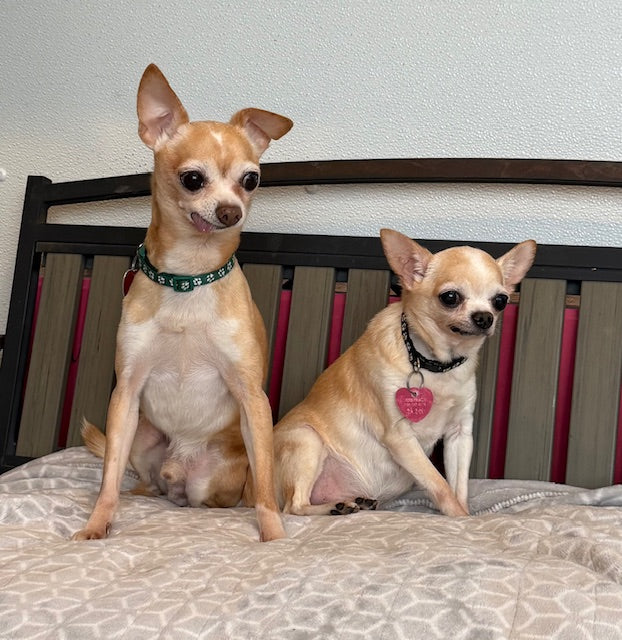 Pachino et Chico Chihuahua (6,5 lbs et 11 lbs) Disponible pour adoption Animatch