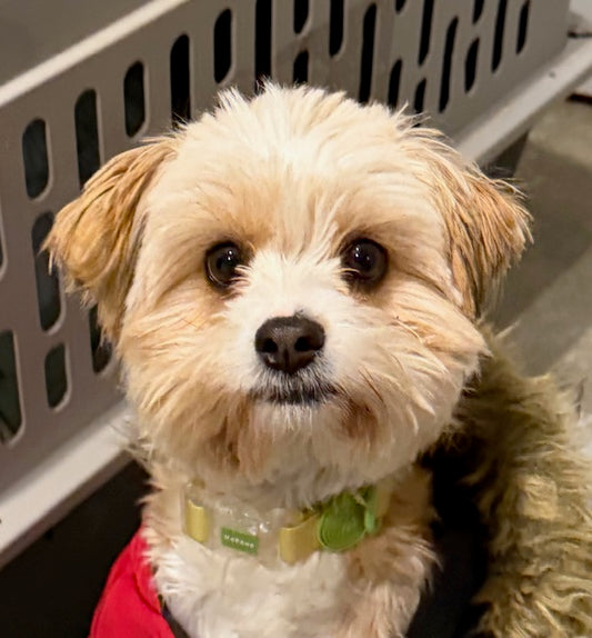 Lulu (25250) a Shih Tzu-X Adopté on 23 December 2025