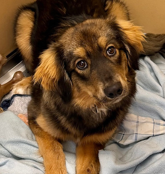 Zia (25267) a Mix breed Adopté on 24 January 2026