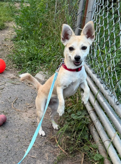 Sunshine Chihuahua Available for Adoption Animatch