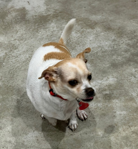 Pedro (25252) a Chihuahua Adopté on  2 January 2026