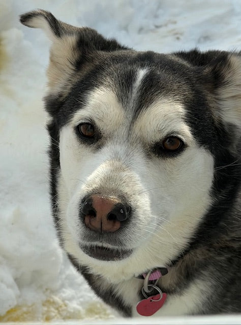 Siku Husky-x Available for Adoption Animatch