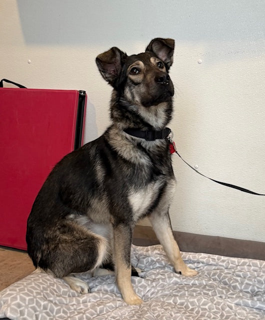 Mavis Labrador x Berger Disponible pour adoption Animatch