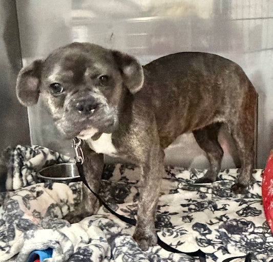 Miss Leslie (25258) a French Bulldog-x Adopté on 24 January 2026