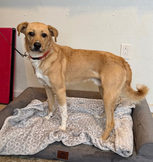 Torres (25138) a Labrador-x Adopté on  4 February 2026