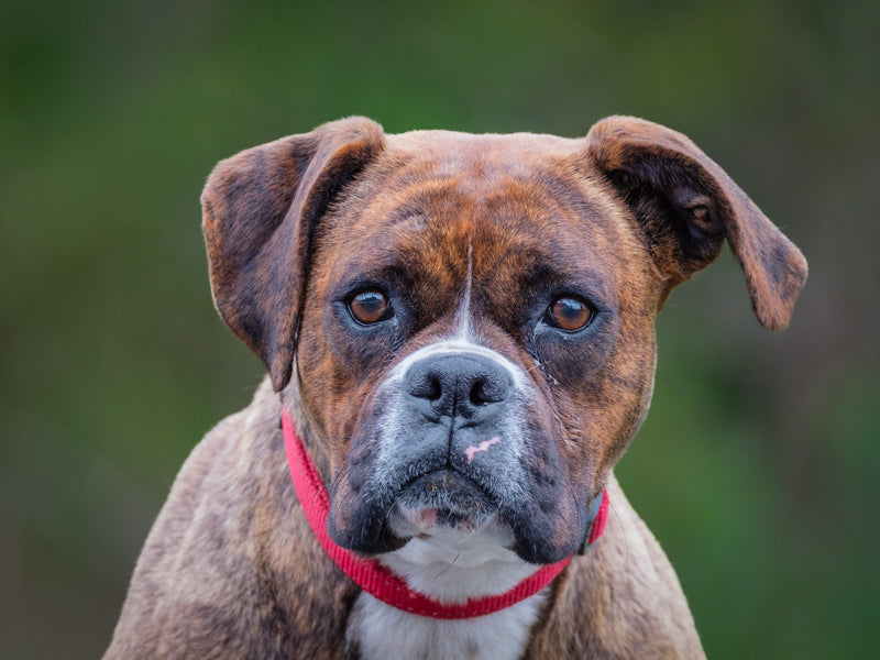 Fundora Boxer Available for Adoption Animatch