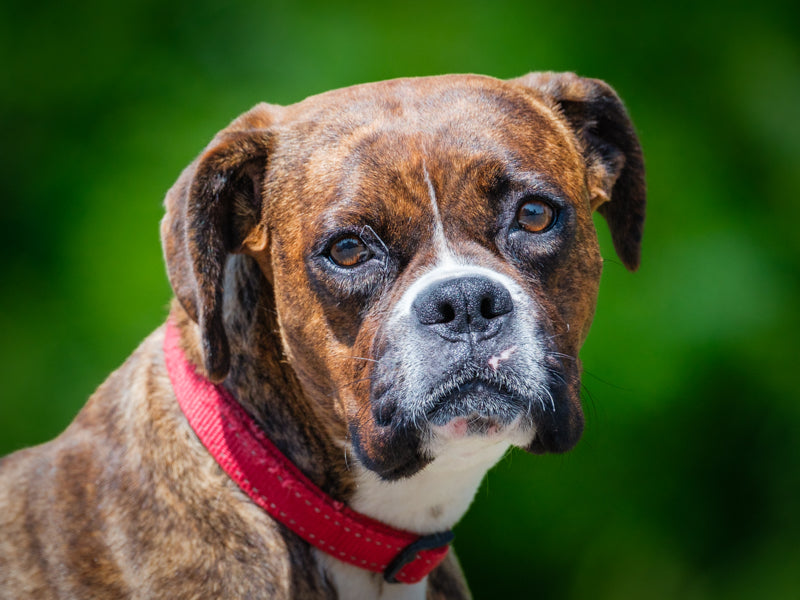 Fundora Boxer Available for Adoption Animatch