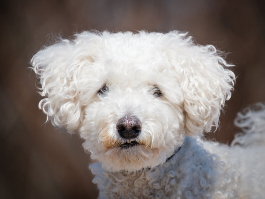 Galli (25074) a Bichon frisé Adopté on 12 May 2025