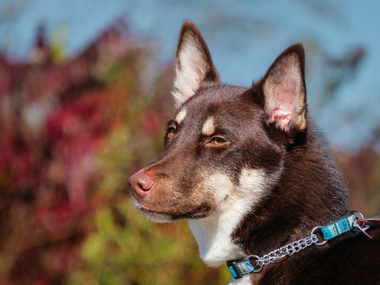 Gandalf (25193) a Husky-x Adopté on 12 April 2026