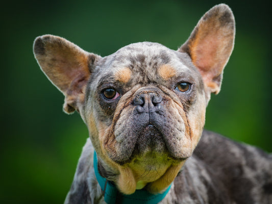 Gaspard (25106) a Bouledogue français Adopté on 10 July 2025
