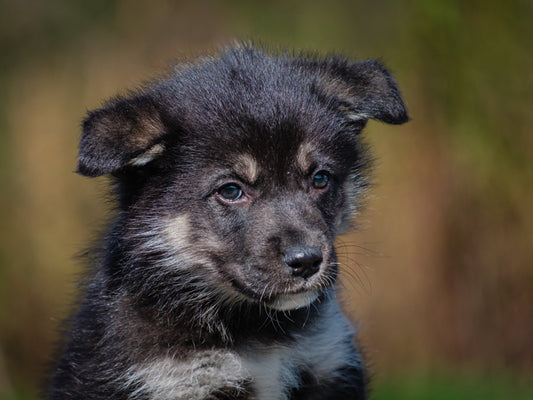 Gemini (25196) a Berger x Adopté on  6 November 2025