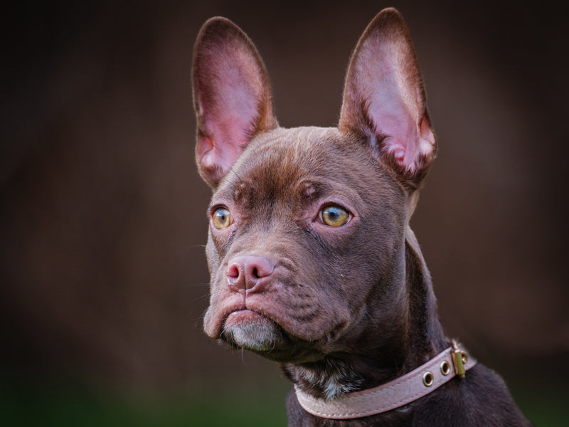 Gemaya French Bulldog-x Available for Adoption Animatch