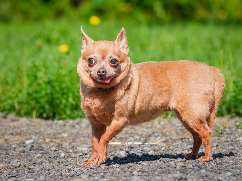    Animatch
