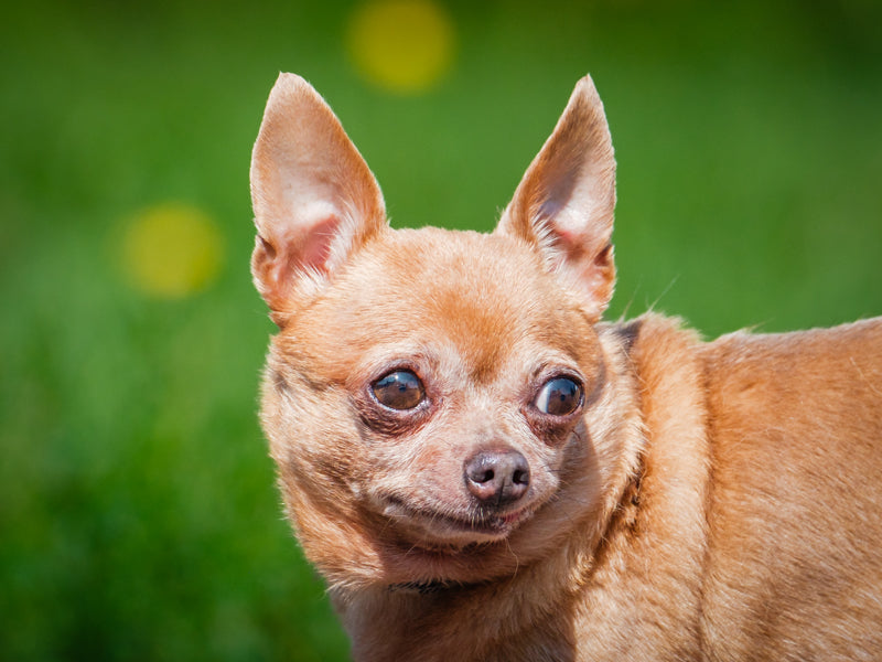 Gia Chihuahua Available for Adoption Animatch