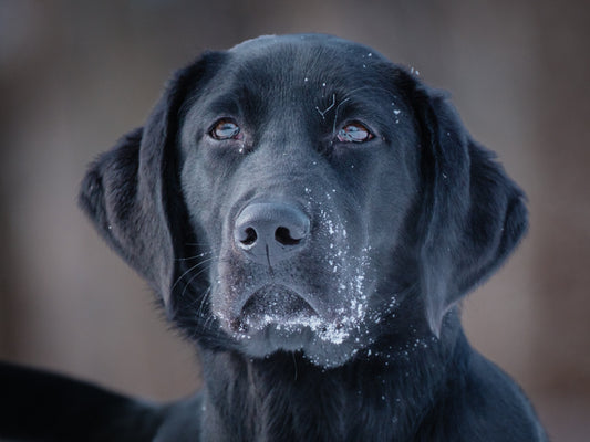 Gibson (25001) a Labrador X Adopté on 25 January 2025