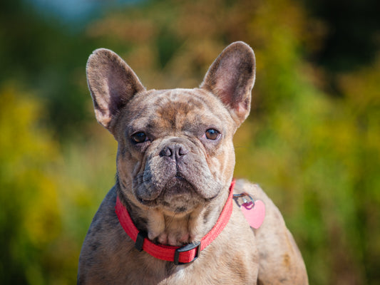Gino (25152) a Bouledogue français Adopté on 30 August 2025