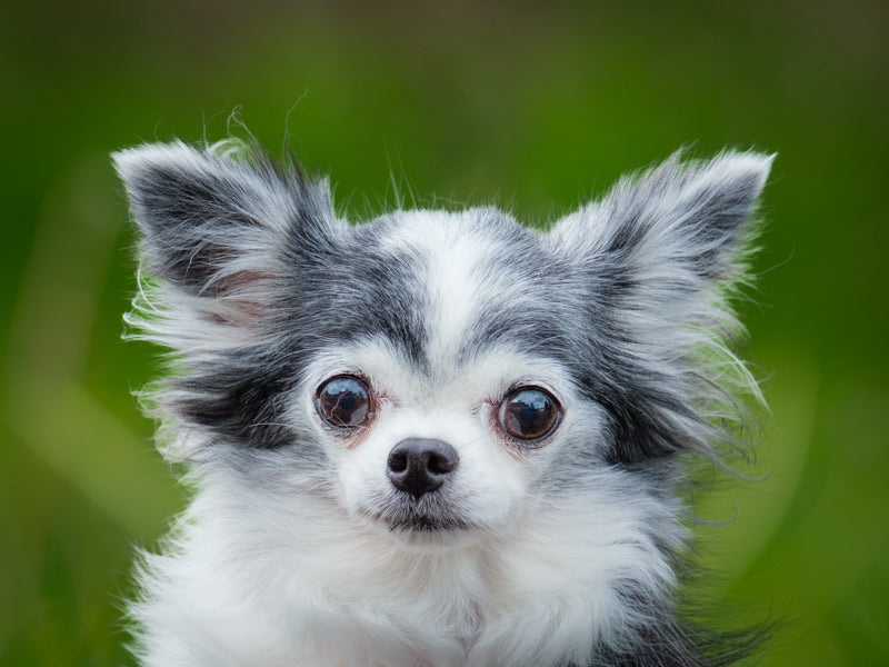 Gitane Chihuahua Adopted Animatch