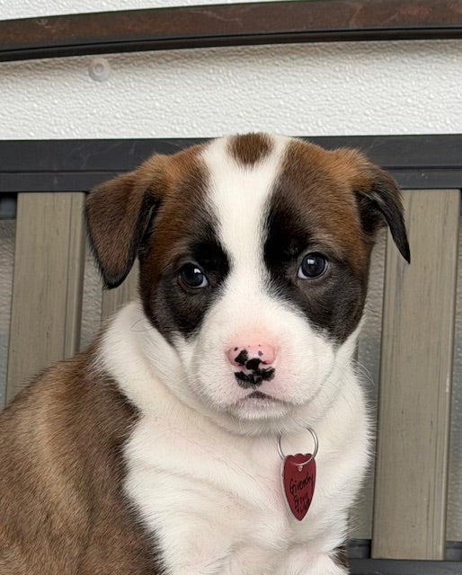 Givenchy (26002) a Labrador croisé Boxer Adopté on  5 February 2026
