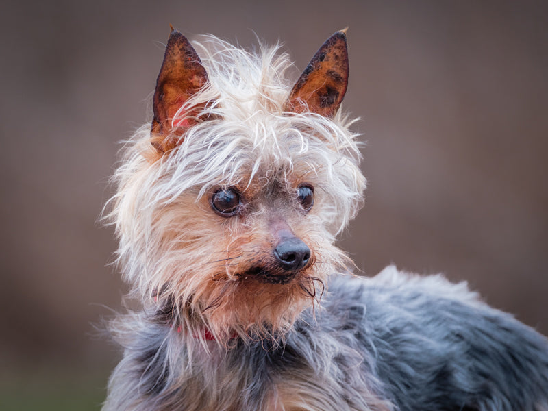 Gizmo Yorkshire Terrier Available for Adoption Animatch