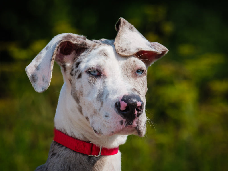 Gomer  Available for Adoption Animatch