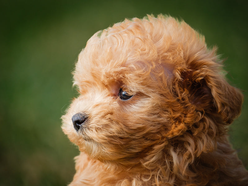 Gretel Shih Tzu x Poodle Adopted Animatch