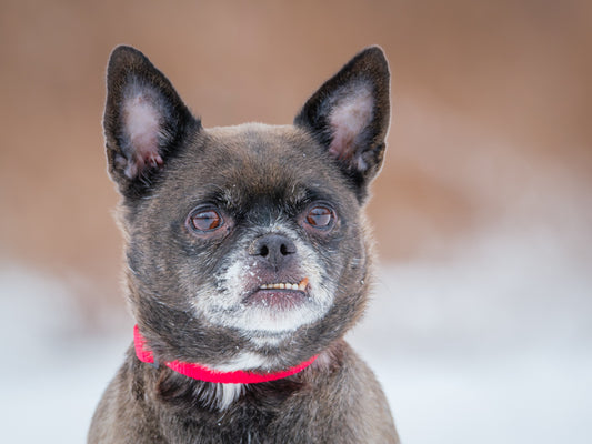 Grizzly (25010) a Chihuahua x Carlin Adopté on 15 February 2025