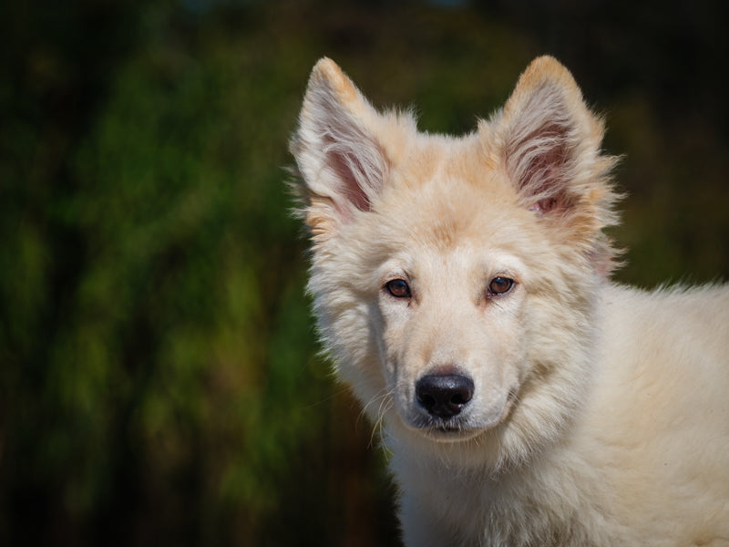 Gru Shepherd-x Available for Adoption Animatch