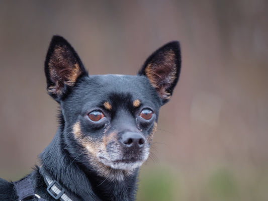 Gucci Minpin x Chihuahua Available for Adoption Animatch