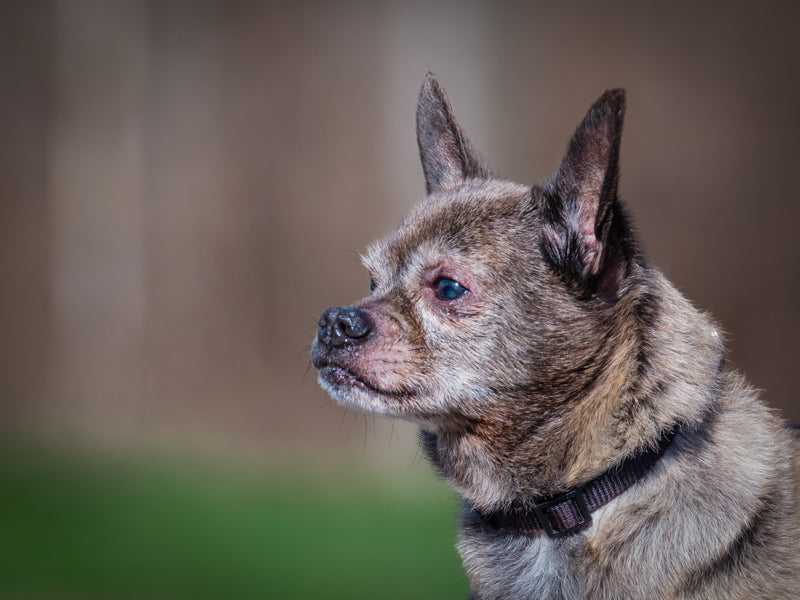 Guido Chihuahua Available for Adoption Animatch