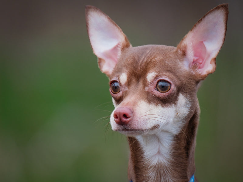 Gus Chihuahua Available for Adoption Animatch