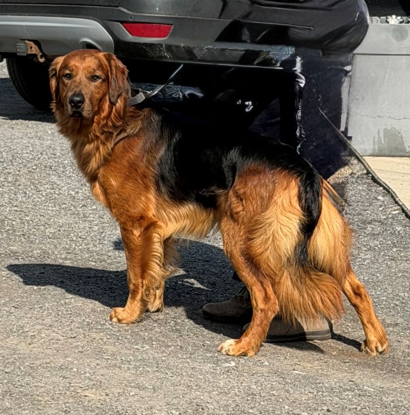 Handsome Golden Retriever Adopted Animatch