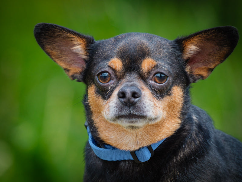 Harley Chihuahua-x Available for Adoption Animatch