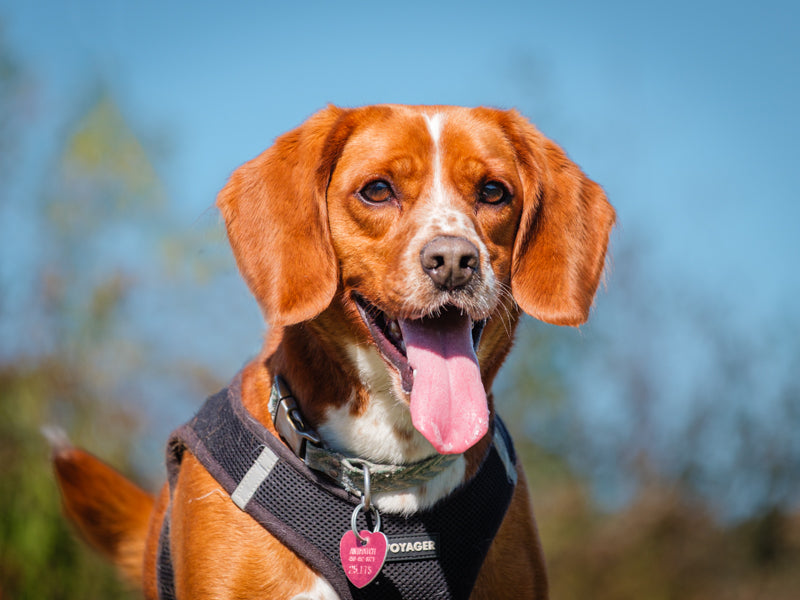 Harley Beagle-x Available for Adoption Animatch