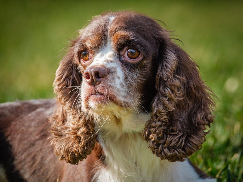 Harmonie Cocker Spaniel Available for Adoption Animatch