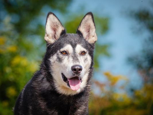 Harry (25148) a Husky-x Adopté on  7 November 2025