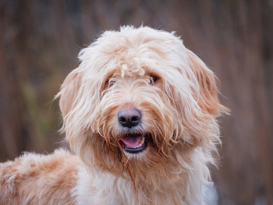 Hazel (25238) a Goldendoodle Adopté on  6 December 2025
