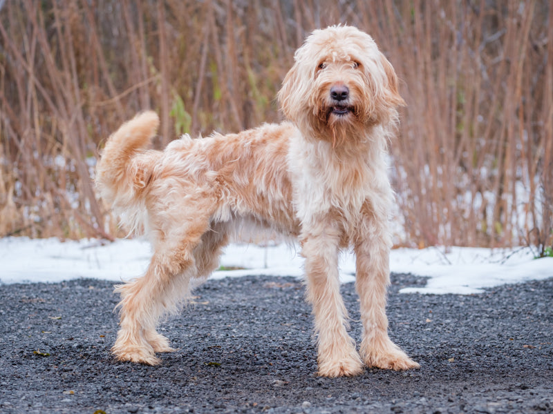 Animatch Hazel – Animatch.ca Dog Adoption