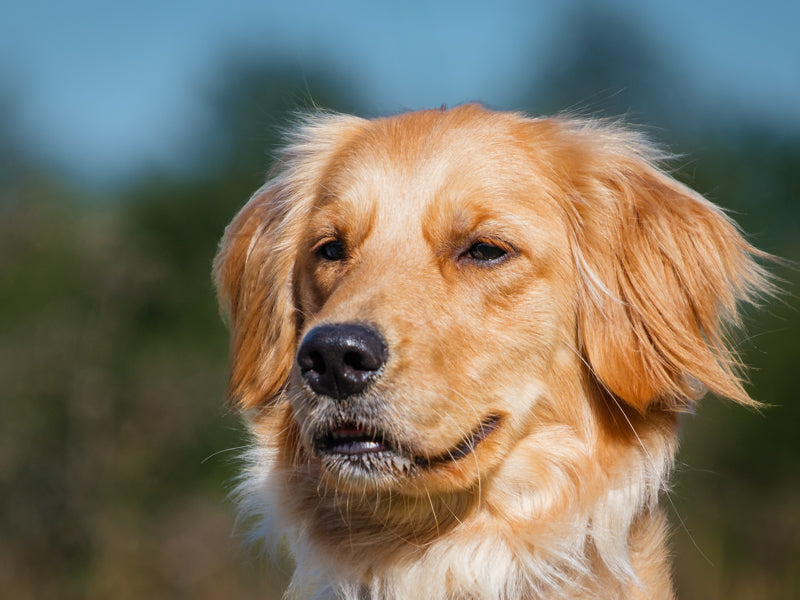 Hazel Golden REtriever Adopted Animatch