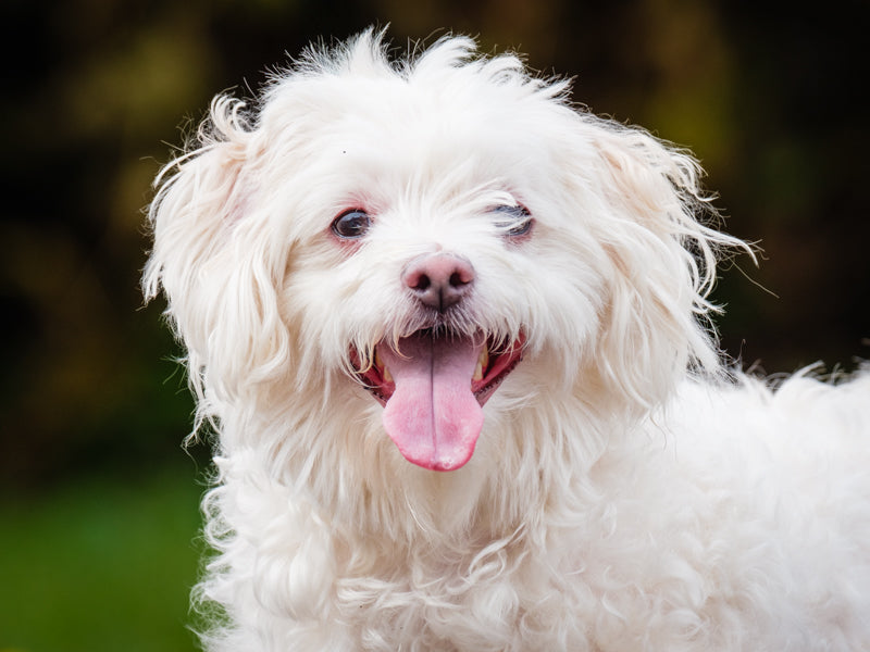 Hector Maltais-x Disponible à l'adoption – Animatch.ca Dog Adoption