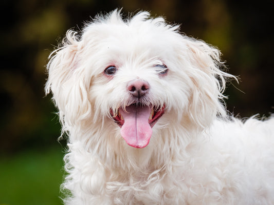 Hector - Maltais-x available for adoption at Animatch