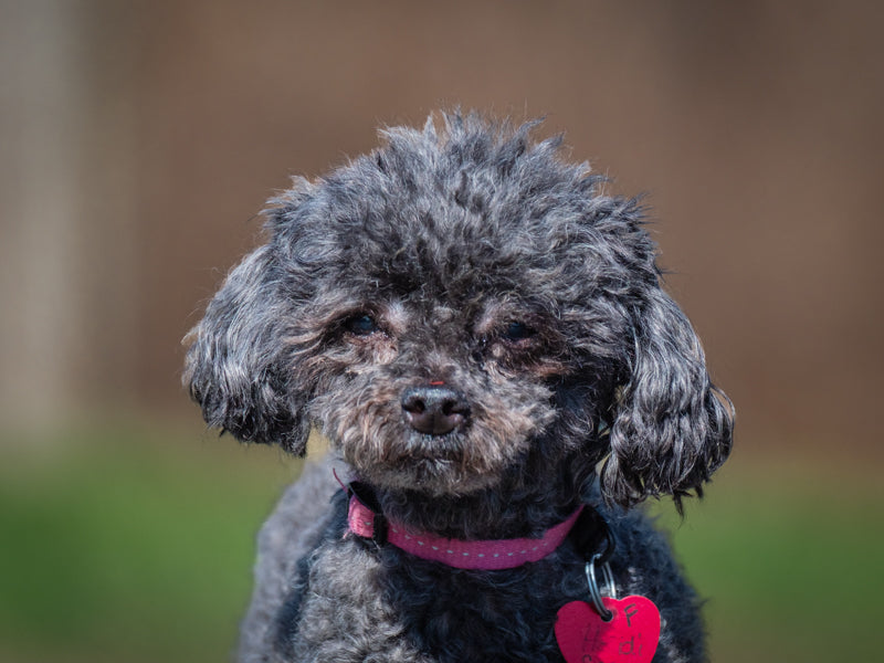 Heidi Miniature Poodle Available for Adoption Animatch