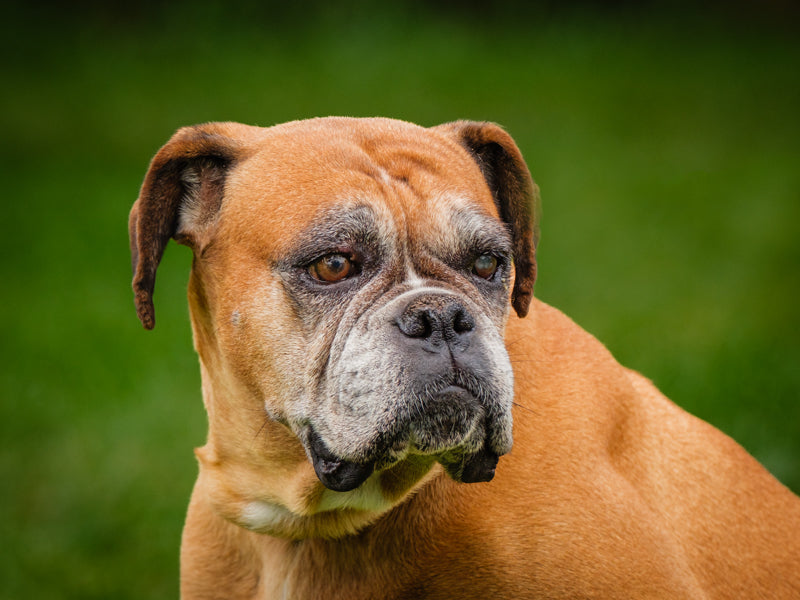 Henna Boxer Disponible pour adoption Animatch