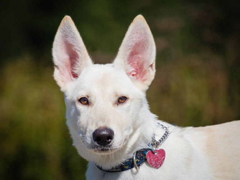 Helen Shepherd-x Available for Adoption Animatch