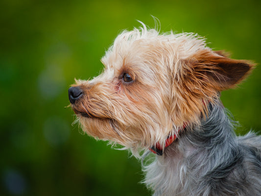 Hercules (25129) a Yorkie Adopté on 23 September 2025