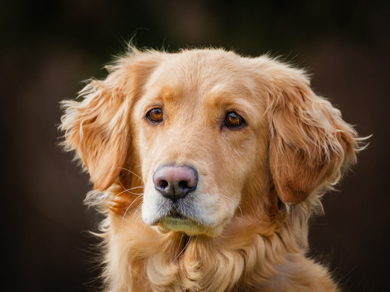 Honey Golden Retriever Adopted Animatch